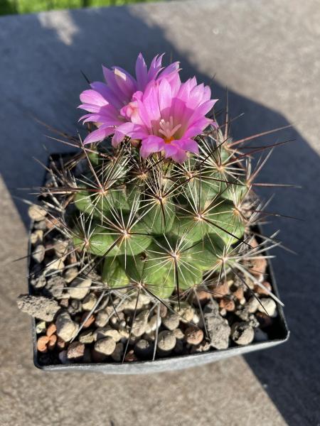 Coryphantha ramillosa